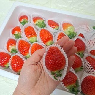 옳음 딸기 논산 설향 딸기 900g 산지직송 — 5점을 준 리뷰어가 2021년 1월 올린 사용 사진