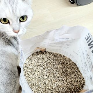 브라우니모래 [브라우니] 고양이 카사바모래 브라우니 천연 응고형 모래  6Lx2개 — 5점을 준 리뷰어가 2023년 11월 올린 사용 사진