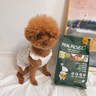 [푸디웜] 라포그  리얼인섹트 웨이트밸런스 저알러지 강아지 사료  1.2KG — 4.5점을 준 리뷰어가 2021년 7월 올린 사용 사진