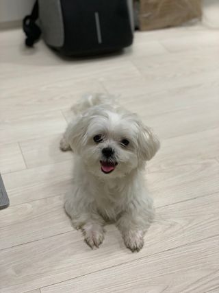 버츠비 퍼피투인원 티어리스 샴푸 앤 컨디셔너 — 5점을 준 리뷰어가 2021년 7월 올린 사용 사진