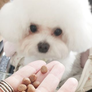씨디랩 속이 편한 강아지 사료 소프트발란스 기호성 좋은 발효사료 피부와 위장 관절과 위장 — 5점을 준 리뷰어가 2021년 4월 올린 사용 사진