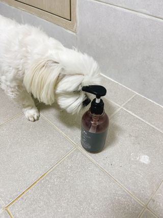 마리앤루이펫샴푸 [mari and louie pet shampoo] — 4점을 준 리뷰어가 2021년 5월 올린 사용 사진