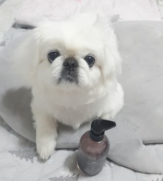 마리앤루이펫샴푸 [mari and louie pet shampoo] — 5점을 준 리뷰어가 2021년 6월 올린 사용 사진