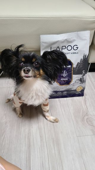 [푸디웜] 라포그 리얼인섹트 소프트키블 스킨 1KG — 5점을 준 리뷰어가 2022년 9월 올린 사용 사진