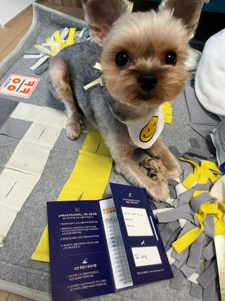 캐닌캐비어 알카라인 홀리스틱 그레이프리 앙뜨레 ALS_4종 오픈스카이, 와일드오션, 프리스피릿, 스페셜니즈 — 4점을 준 리뷰어가 2023년 2월 올린 사용 사진