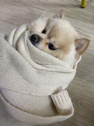 하블리맘님이 올린 리뷰 사진 2