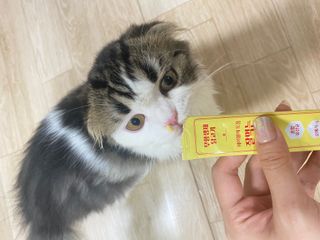 페페로니 잘 먹는 캣츄 - 무항생제 닭고기 12개 + 알래스카 연어 12개 — 5점을 준 리뷰어가 2021년 8월 올린 사용 사진