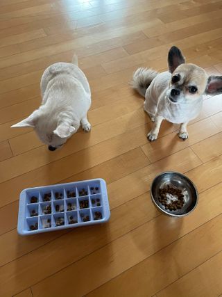 My Pet Care 모발과 모질 피부건강에 개좋아 — 4점을 준 리뷰어가 2021년 2월 올린 사용 사진