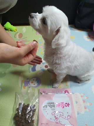 My Pet Care 천연단백질 관절건강에 개좋아 — 5점을 준 리뷰어가 2021년 3월 올린 사용 사진