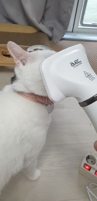 아베크 펫 강아지 고양이 애견 에어 브러쉬 드라이기 올인원 — 4점을 준 리뷰어가 2021년 7월 올린 사용 사진