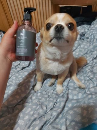 마리앤루이펫샴푸 [mari and louie pet shampoo] — 5점을 준 리뷰어가 2021년 5월 올린 사용 사진