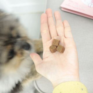 My Pet Care 천연단백질 관절건강에 개좋아 — 5점을 준 리뷰어가 2020년 12월 올린 사용 사진