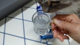 [차바] 코코넛 워터 2개 — 5점을 준 리뷰어가 2021년 6월 올린 사용 사진
