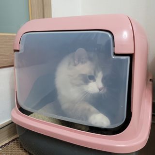 겟플렉스 켓플렉스 캣츠룸BS-1 고양이모래 4kg — 4점을 준 리뷰어가 2021년 1월 올린 사용 사진