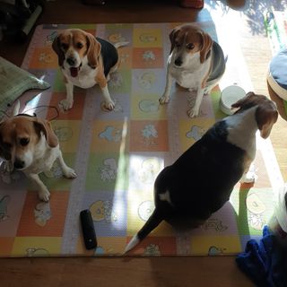 beaglelove님이 올린 리뷰 사진 4