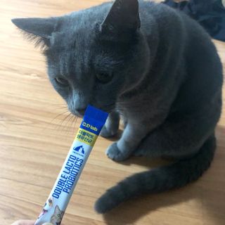 씨디랩 장 건강과 구강 건강을 한 번에 더블락토 강아지 고양이 유산균 — 5점을 준 리뷰어가 2021년 1월 올린 사용 사진