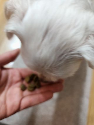 캐닌캐비어 알카라인 홀리스틱 그레이프리 앙뜨레 ALS_4종 오픈스카이, 와일드오션, 프리스피릿, 스페셜니즈 — 4.5점을 준 리뷰어가 2023년 4월 올린 사용 사진