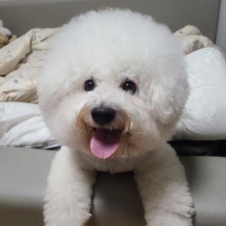 마리앤루이펫샴푸 [mari and louie pet shampoo] — 5점을 준 리뷰어가 2021년 5월 올린 사용 사진
