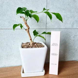 프리마인 선크림만 바꿨을 뿐인데 매일 물 2L챙겨먹고 기초케어 완벽하게 한 물빛피부 완성,셀라브UV프로텍터 — 5점을 준 리뷰어가 2023년 8월 올린 사용 사진