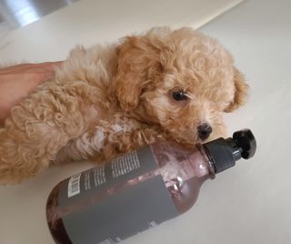 마리앤루이펫샴푸 [mari and louie pet shampoo] — 5점을 준 리뷰어가 2021년 7월 올린 사용 사진