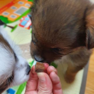 My Pet Care 천연단백질 관절건강에 개좋아 — 4.5점을 준 리뷰어가 2021년 1월 올린 사용 사진