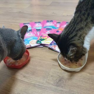 비타크래프트 고양이 수프 50g 3가지맛 x4팩씩 총 12팩 — 5점을 준 리뷰어가 2021년 8월 올린 사용 사진