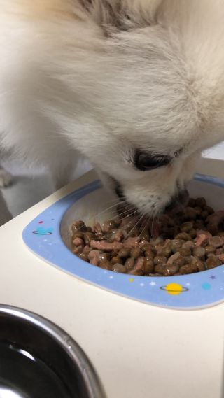 비타크래프트 조에시 하트캔 85g 강아지 습식캔 10캔 — 5점을 준 리뷰어가 2021년 7월 올린 사용 사진