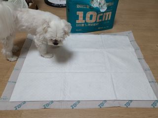 아베크 펫 와이드 프리미엄 대형 애견 강아지 배변 패드 30매 1팩 80g — 5점을 준 리뷰어가 2021년 7월 올린 사용 사진