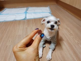 My Pet Care 천연단백질 눈건강에 개좋아 — 5점을 준 리뷰어가 2020년 12월 올린 사용 사진