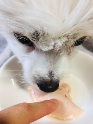 도그퓨어 푸드닭 강아지 닭고기 통살 애견간식 오리지널/차전자피/초록입홍합 — 5점을 준 리뷰어가 2021년 11월 올린 사용 사진