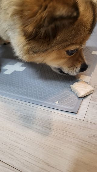 [펫시밀] 원물그대로 영양듬뿍 동결건조 왕북어트릿300g,왕치킨트릿400g,열빙어트릿300g 대용량 간식 — 5점을 준 리뷰어가 2023년 5월 올린 사용 사진