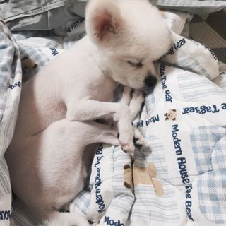 백설님이 올린 리뷰 사진 4