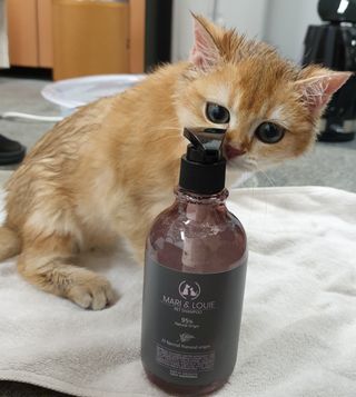 마리앤루이펫샴푸 [mari and louie pet shampoo] — 5점을 준 리뷰어가 2021년 5월 올린 사용 사진