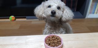 씨디랩 속이 편한 강아지 사료 소프트발란스 기호성 좋은 발효사료 피부와 위장 관절과 위장 — 5점을 준 리뷰어가 2021년 3월 올린 사용 사진