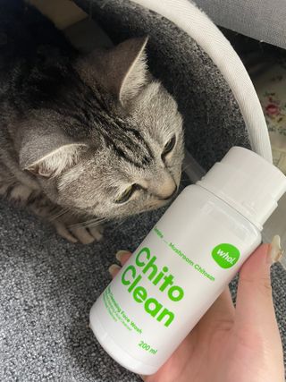 whol 키토클린 200ml - 항균항바이러스 강아지 눈 코 입 귀 세정탈취 고양이 턱드름제거 무향 워터리스 대용량 — 5점을 준 리뷰어가 2022년 10월 올린 사용 사진