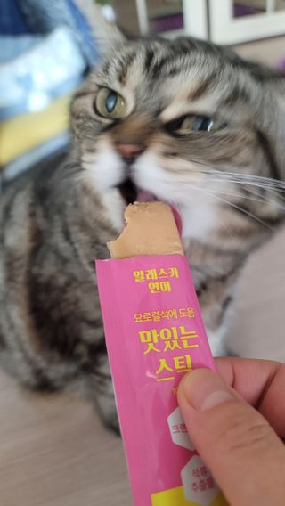 페페로니 맛있는 스틱 - 무항생제 닭고기 15개 + 알래스카 연어 15개 — 5점을 준 리뷰어가 2021년 8월 올린 사용 사진