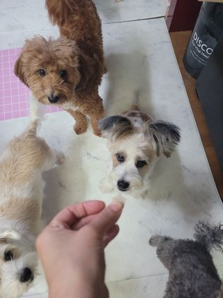 포비맘님이 올린 리뷰 사진 4
