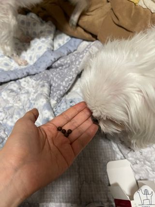 펫21 그로그로 5종 강아지 고양이 반려동물 한방 영양제 — 5점을 준 리뷰어가 2021년 11월 올린 사용 사진