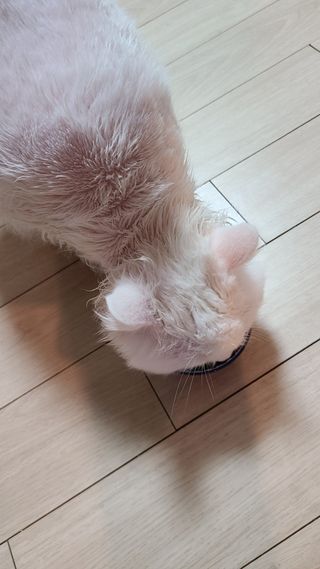 마리앤루이펫샴푸 [mari and louie pet shampoo] — 5점을 준 리뷰어가 2021년 5월 올린 사용 사진