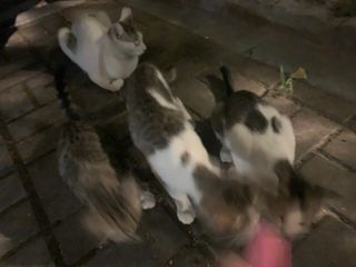 페페로니 맛있는 스틱 - 무항생제 닭고기 15개 + 알래스카 연어 15개 — 5점을 준 리뷰어가 2021년 8월 올린 사용 사진