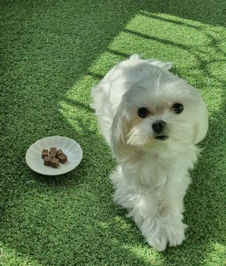 My Pet Care 천연단백질 관절건강에 개좋아 — 5점을 준 리뷰어가 2021년 3월 올린 사용 사진