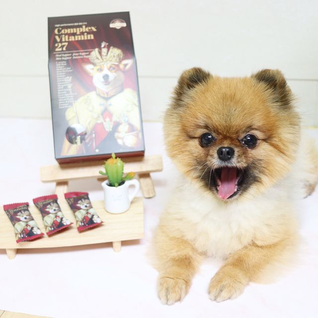 더폴슨 강아지 종합영양제 리뷰 사진