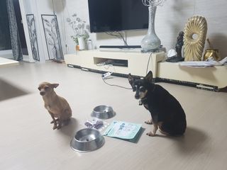 My Pet Care 천연단백질 눈건강에 개좋아 — 5점을 준 리뷰어가 2021년 4월 올린 사용 사진