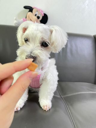 페페로니 진짜 오메가3 연어+소고기 180g+180g — 5점을 준 리뷰어가 2021년 7월 올린 사용 사진