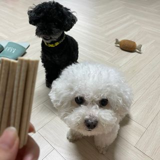 페페로니 클린플러스 덴탈치킨껌 10g x 14p — 3점을 준 리뷰어가 2021년 7월 올린 사용 사진