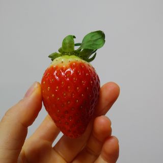 옳음 딸기 논산 설향 딸기 900g 산지직송 — 5점을 준 리뷰어가 2021년 1월 올린 사용 사진
