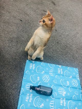 마리앤루이펫샴푸 [mari and louie pet shampoo] — 5점을 준 리뷰어가 2021년 7월 올린 사용 사진