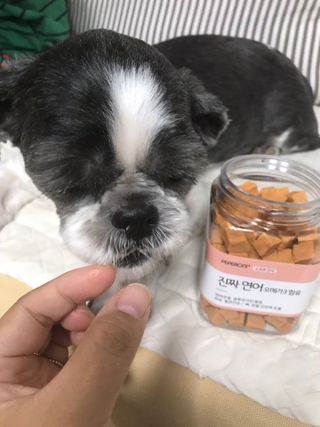페페로니 진짜 오메가3 연어+소고기 180g+180g — 5점을 준 리뷰어가 2021년 7월 올린 사용 사진