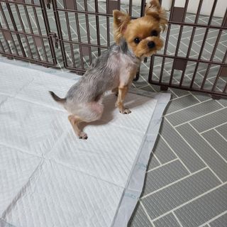 아베크 펫 와이드 프리미엄 대형 애견 강아지 배변 패드 30매 1팩 80g — 5점을 준 리뷰어가 2021년 7월 올린 사용 사진