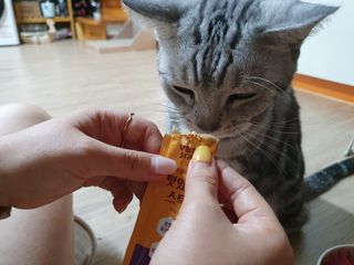 페페로니 맛있는 스틱 - 무항생제 닭고기 15개 + 알래스카 연어 15개 — 5점을 준 리뷰어가 2021년 9월 올린 사용 사진